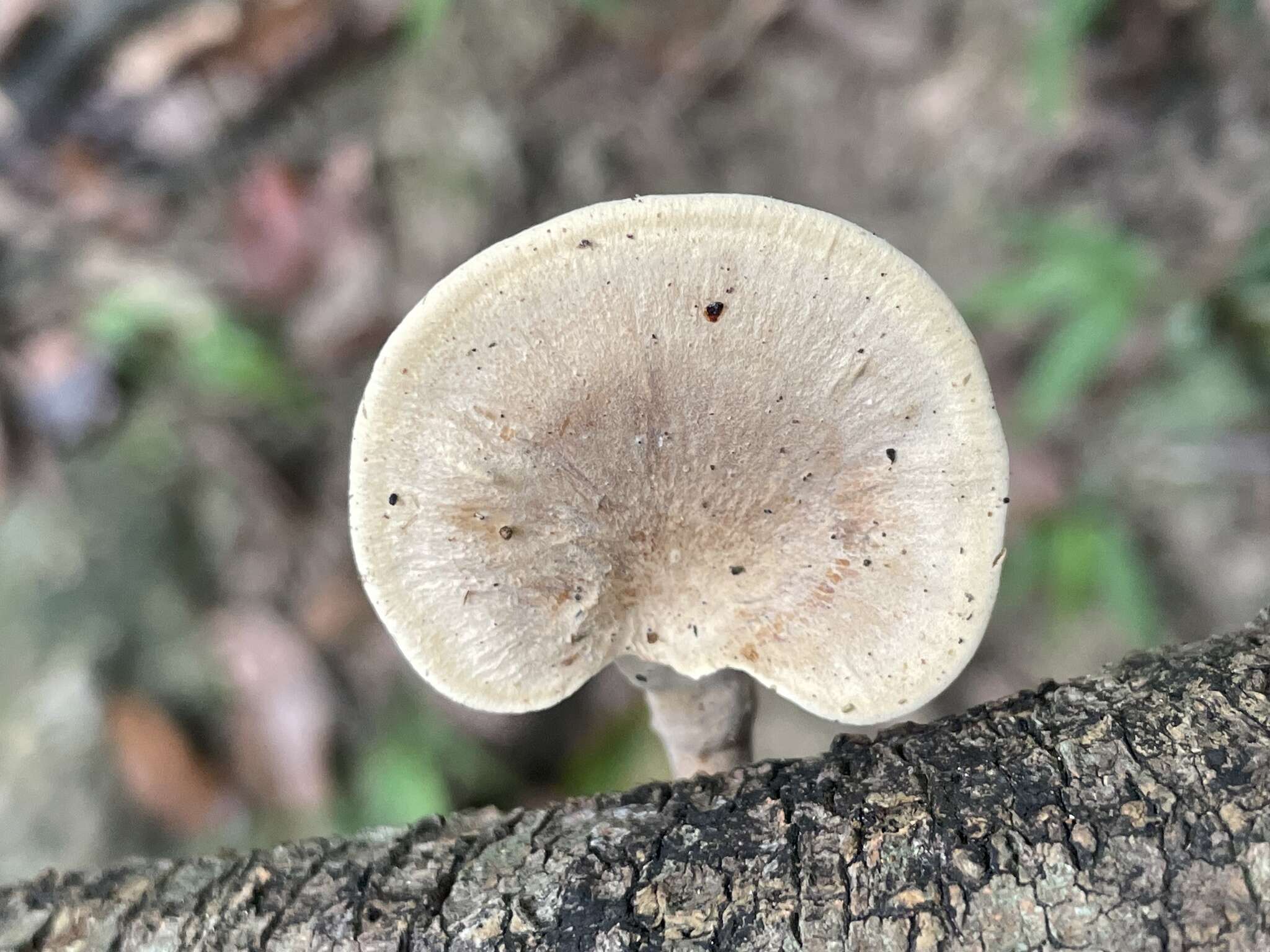 Image de Favolus grammocephalus (Berk.) Imazeki 1943