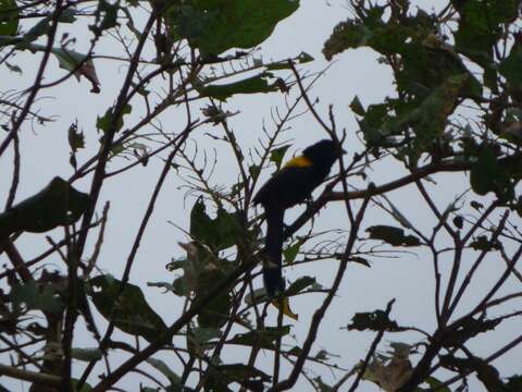 Image of Yellow-mantled Whydah