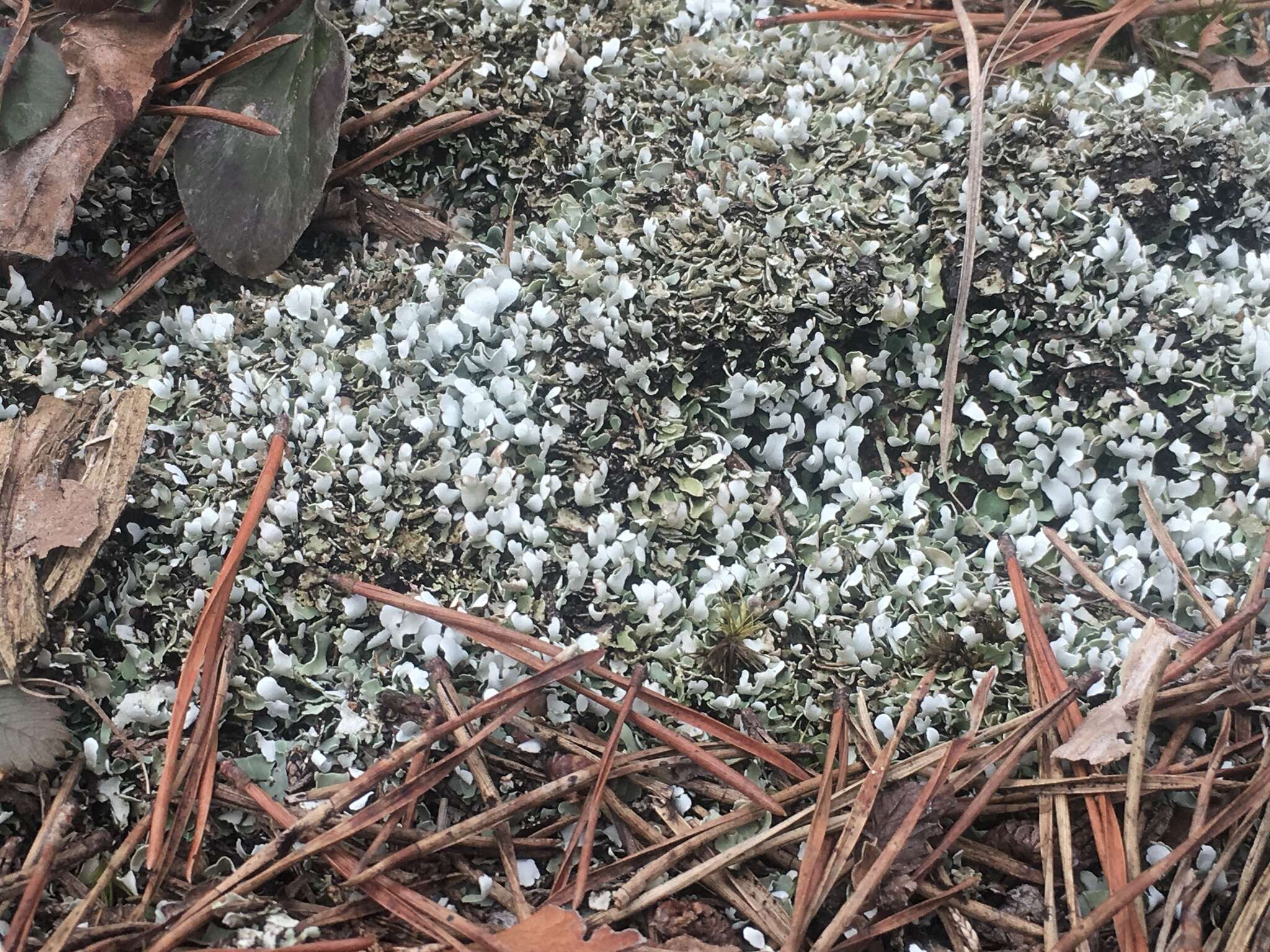 Image of cup lichen