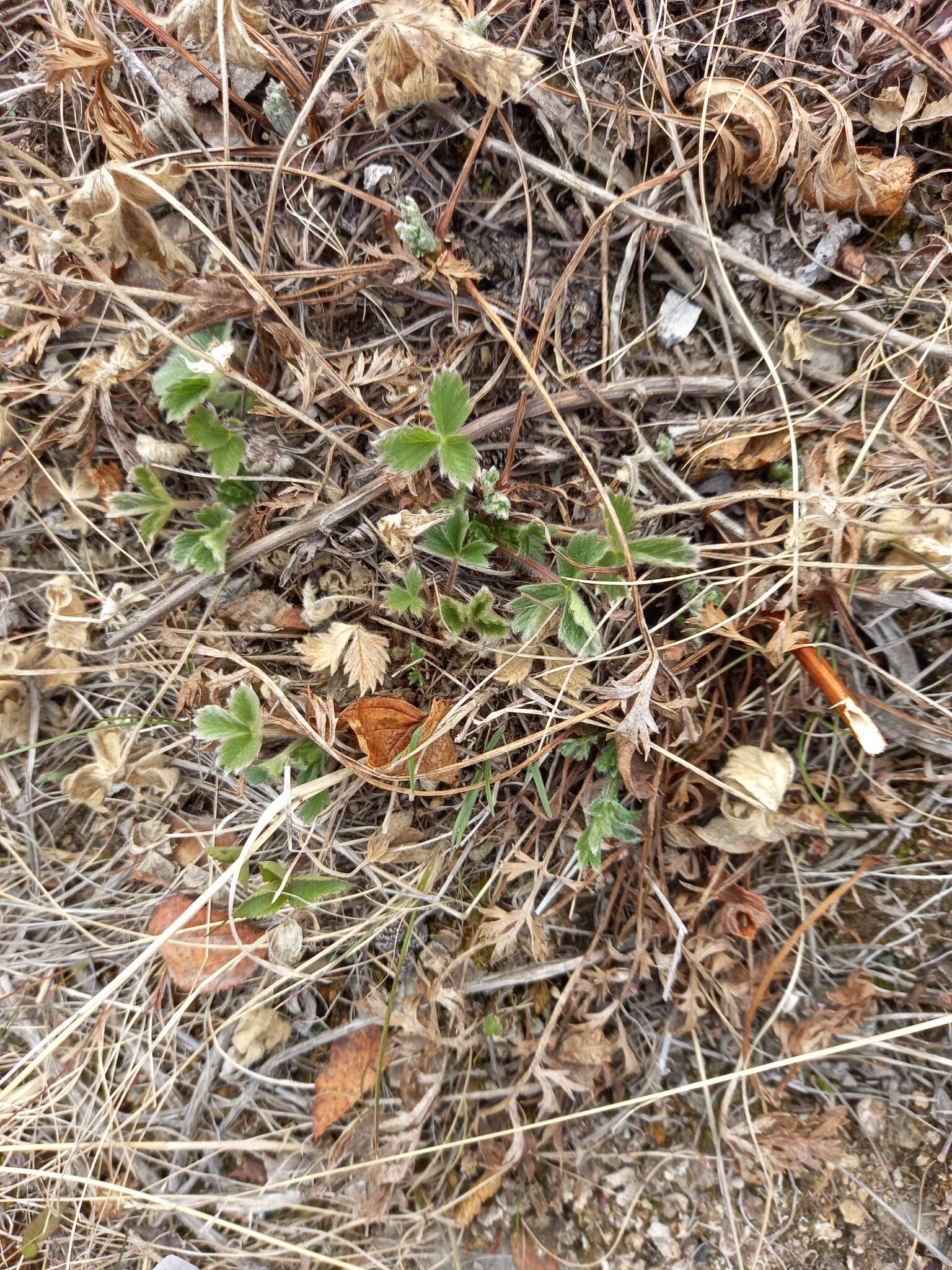 Image of strawberry cinquefoil