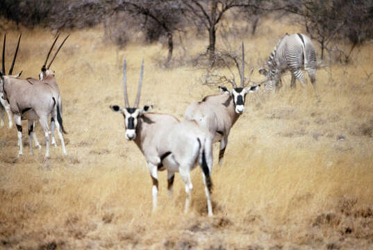 Oryx beisa beisa (Rüppell 1835)的圖片