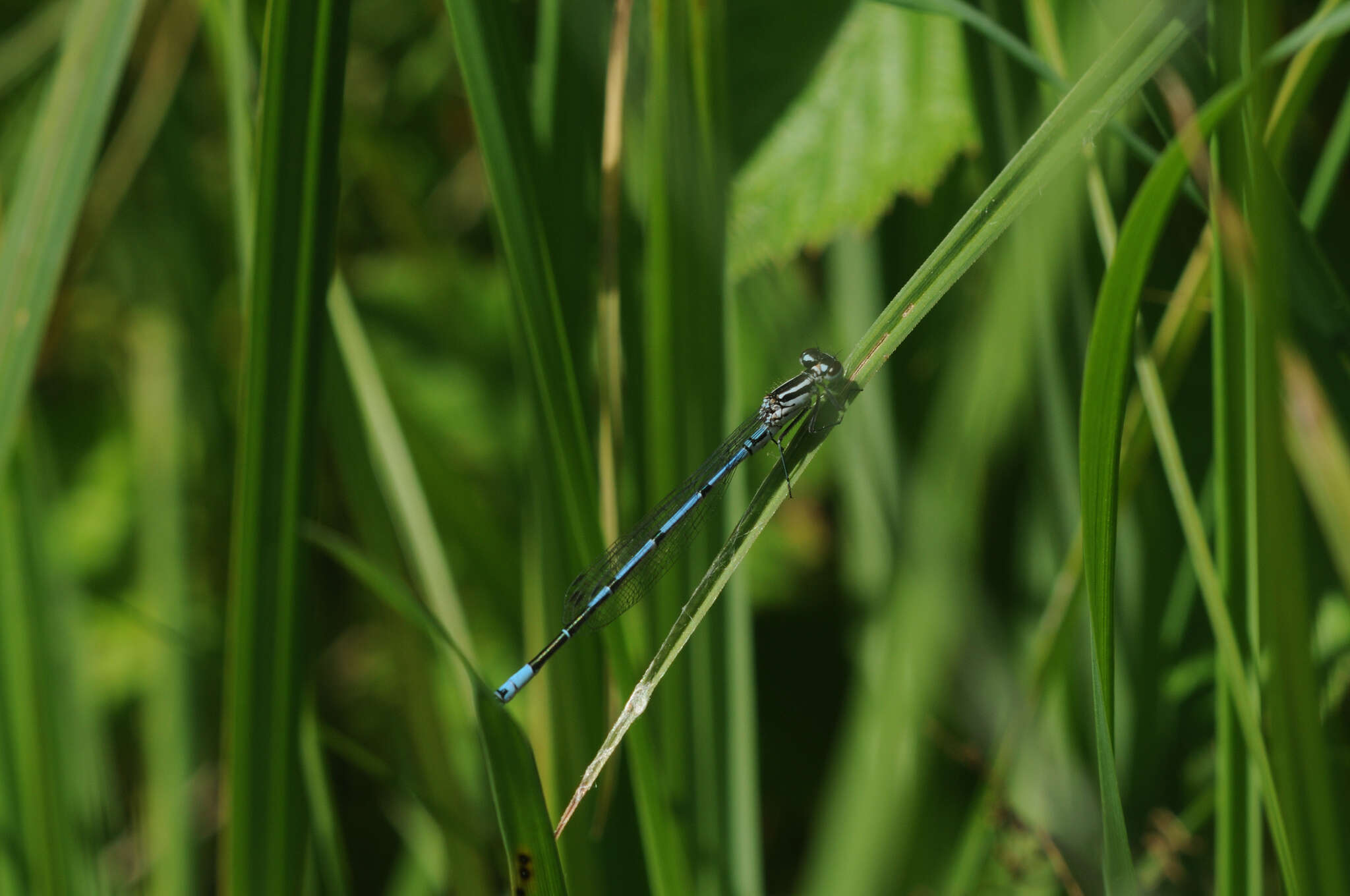 Imagem de Coenagrion puella (Linnaeus 1758)