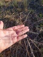 Image of umbrella grass