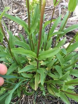 Image of western whiteflower beardtongue