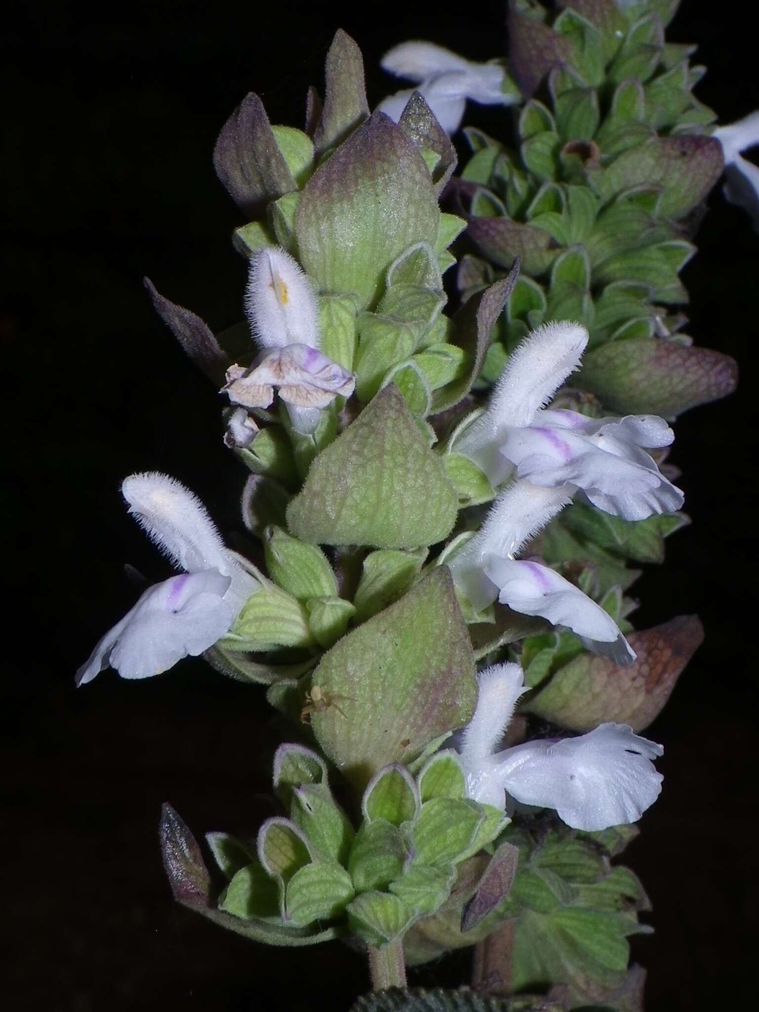 Imagem de Salvia shannonii Donn. Sm.