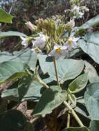 Image of Solanum abutiloides (Griseb.) Bitter & Lillo