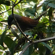 Image of Grey-crowned Crocias