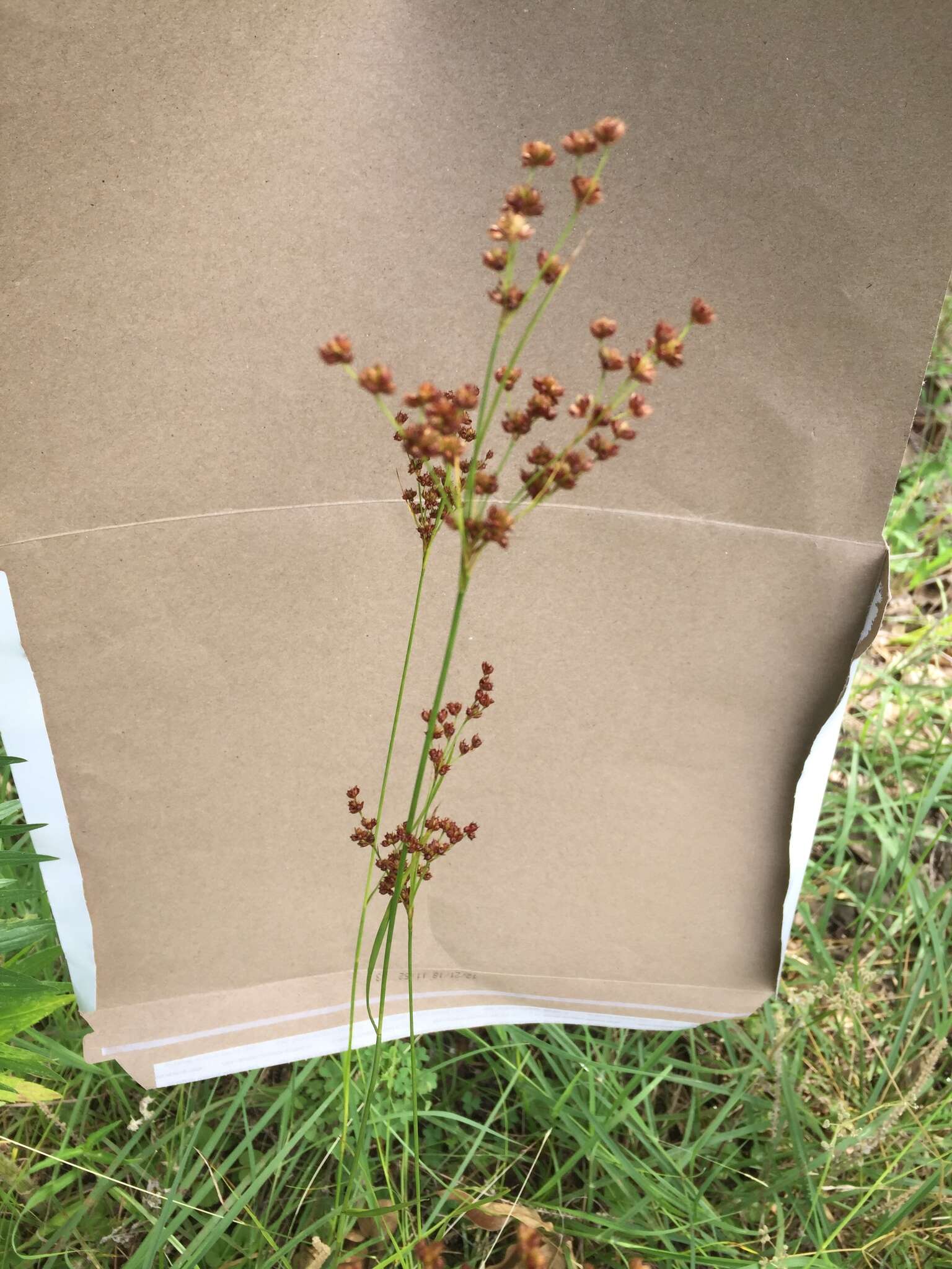 Слика од Juncus marginatus Rostk.