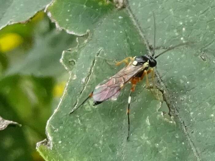 Image of Parasitoid wasp