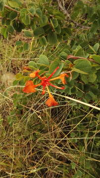 Image of African plume