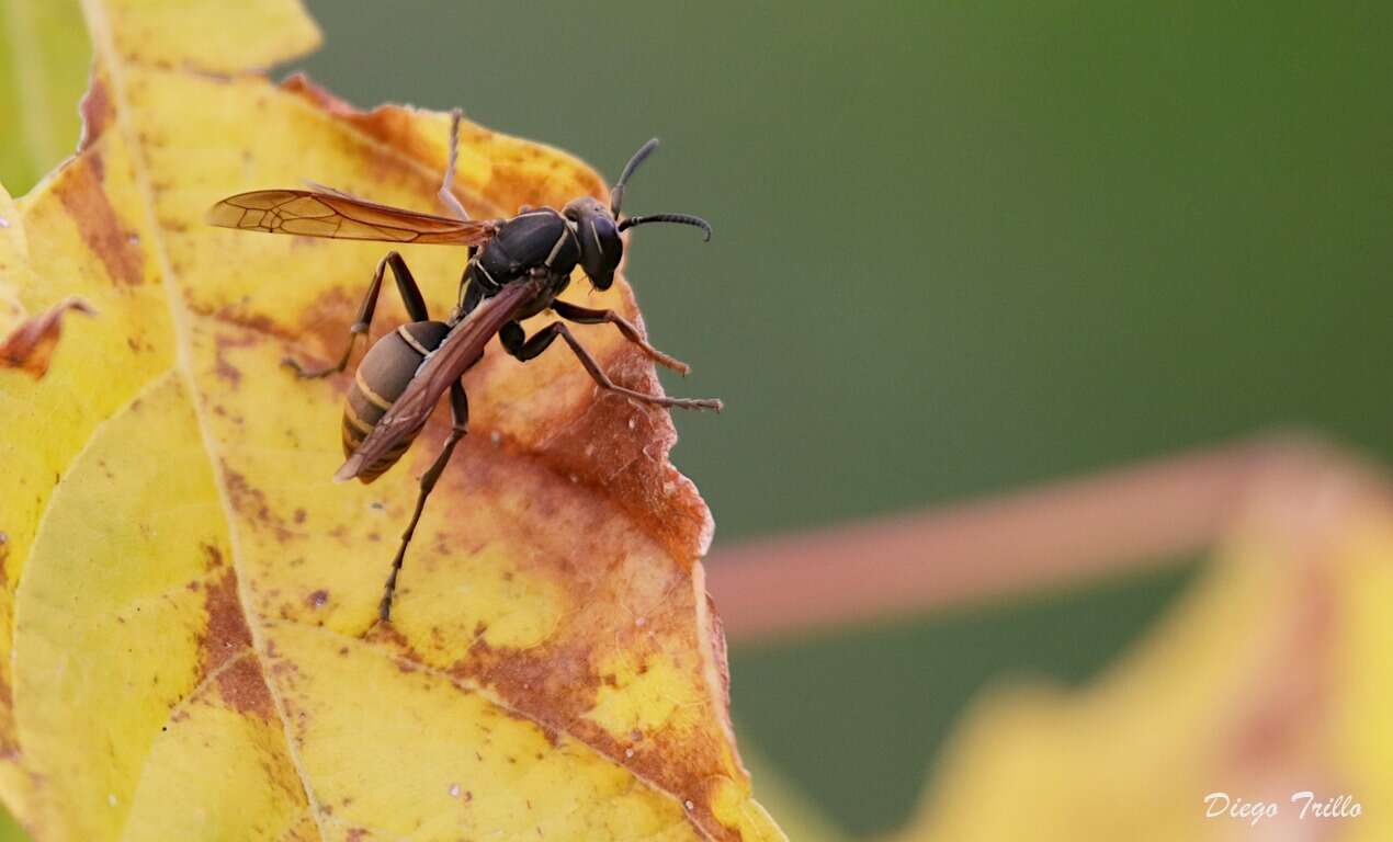 Image of Polistes cinerascens de Saussure 1854