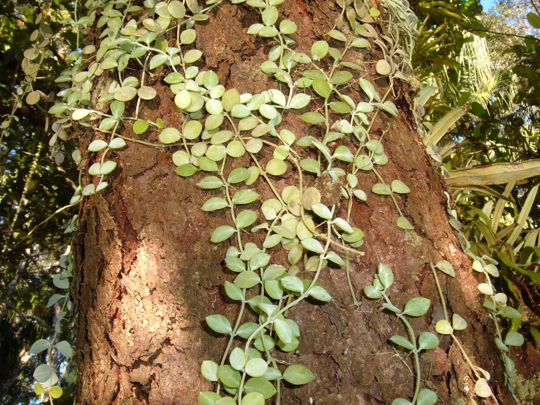 Image of Dischidia nummularia R. Br.