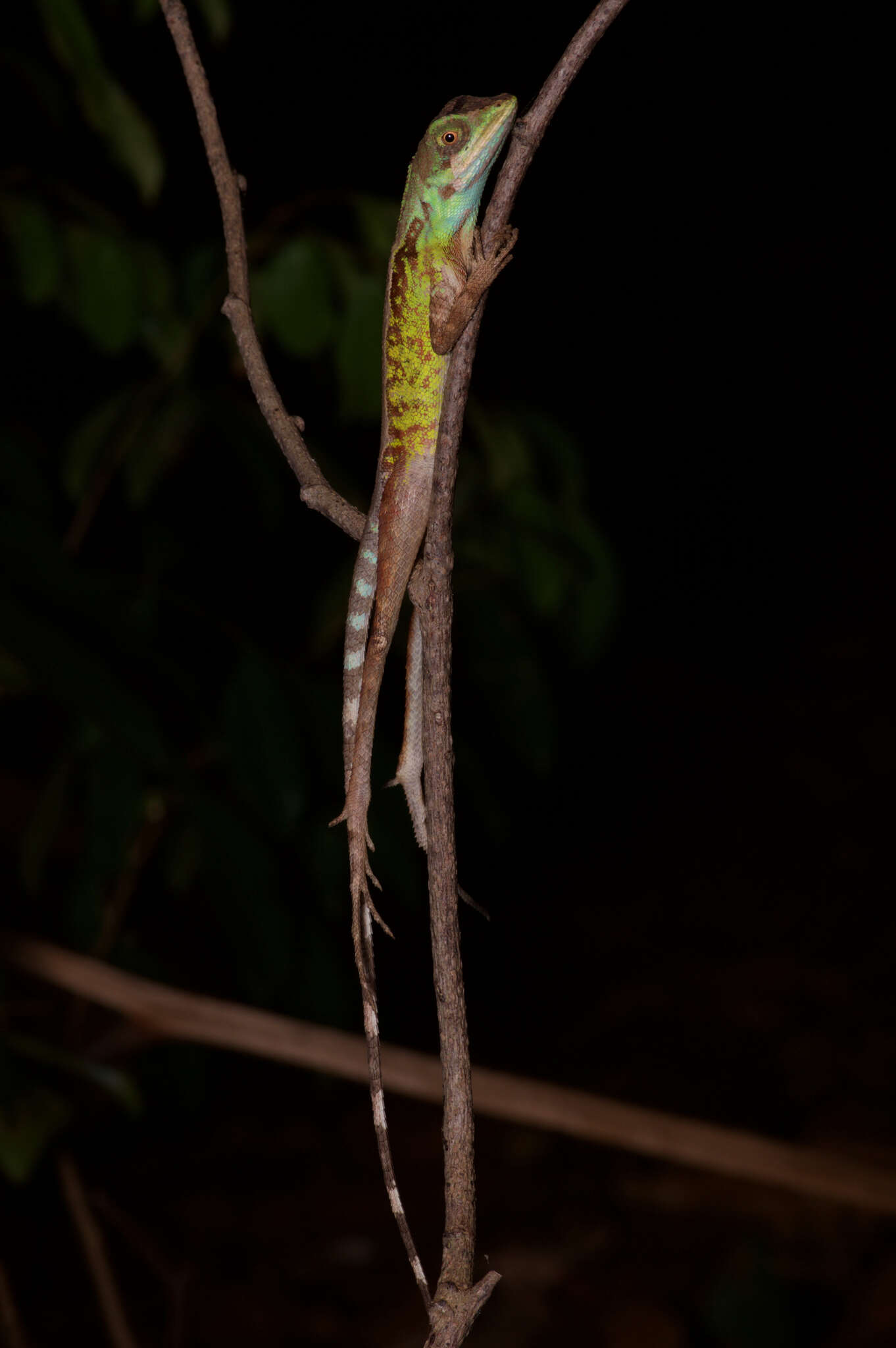 Image of Otocryptis nigristigma Bahir & Silva 2005