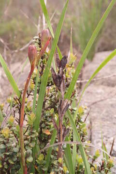 Image of Watsonia hysterantha J. W. Mathews & L. Bolus