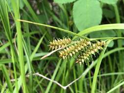 Image of Carex mollissima Christ ex Scheutz