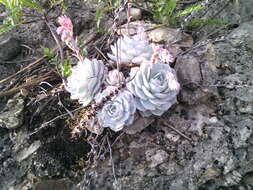 Image of Echeveria peacockii Croucher