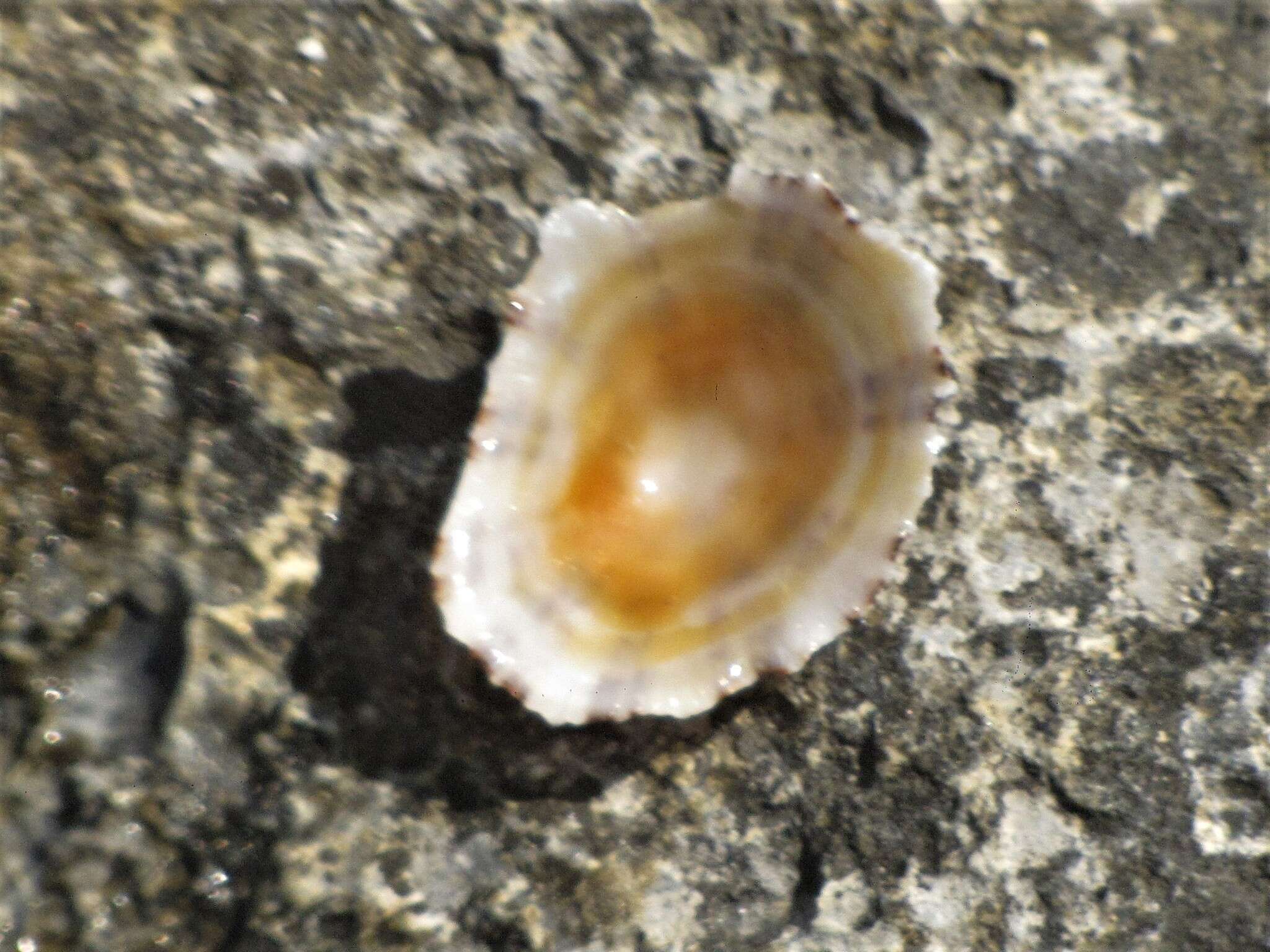 Image of China limpet
