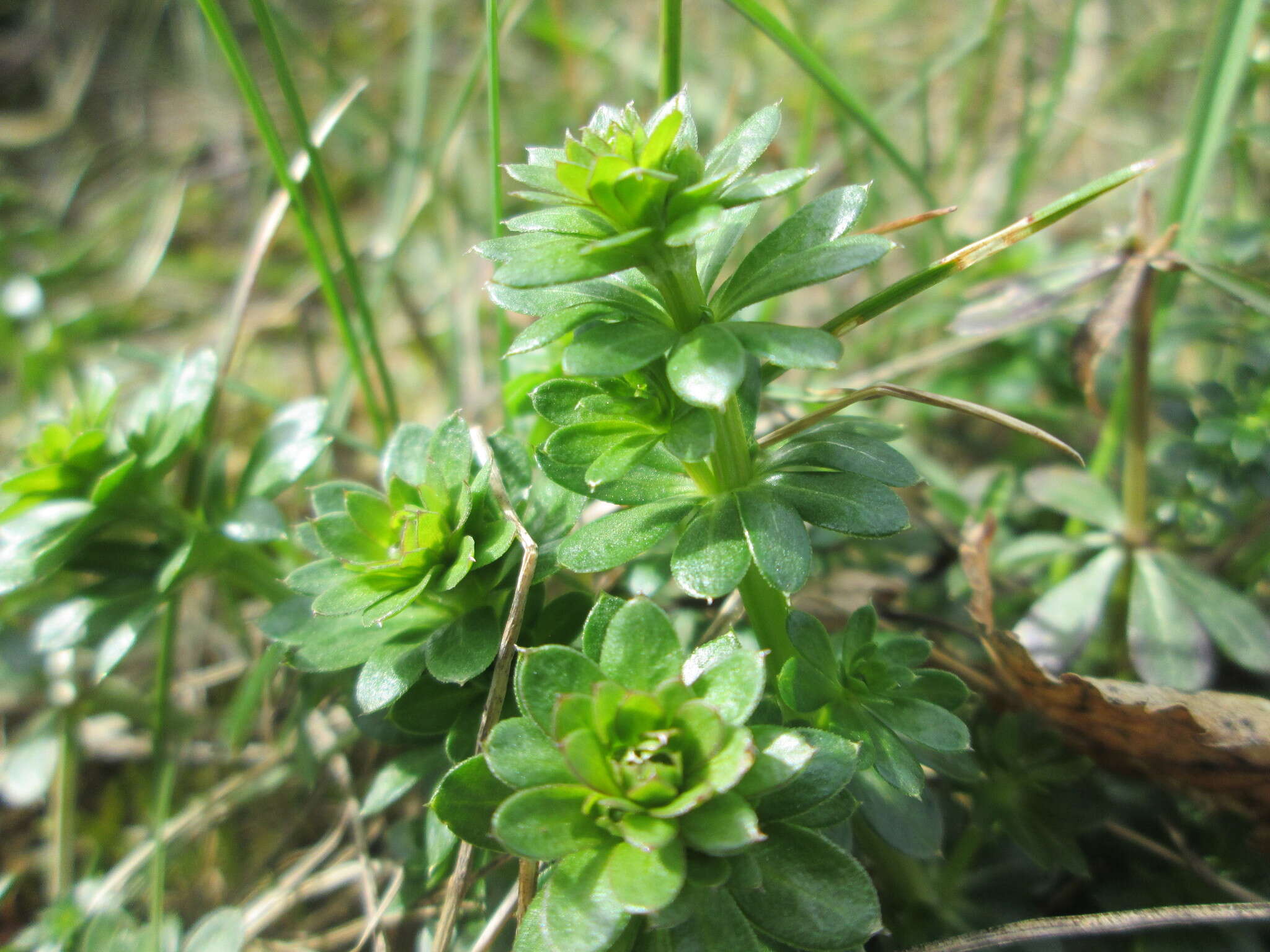 Image of white bedstraw