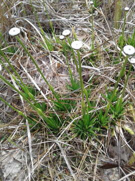 Image de Eriocaulon texense Körn.