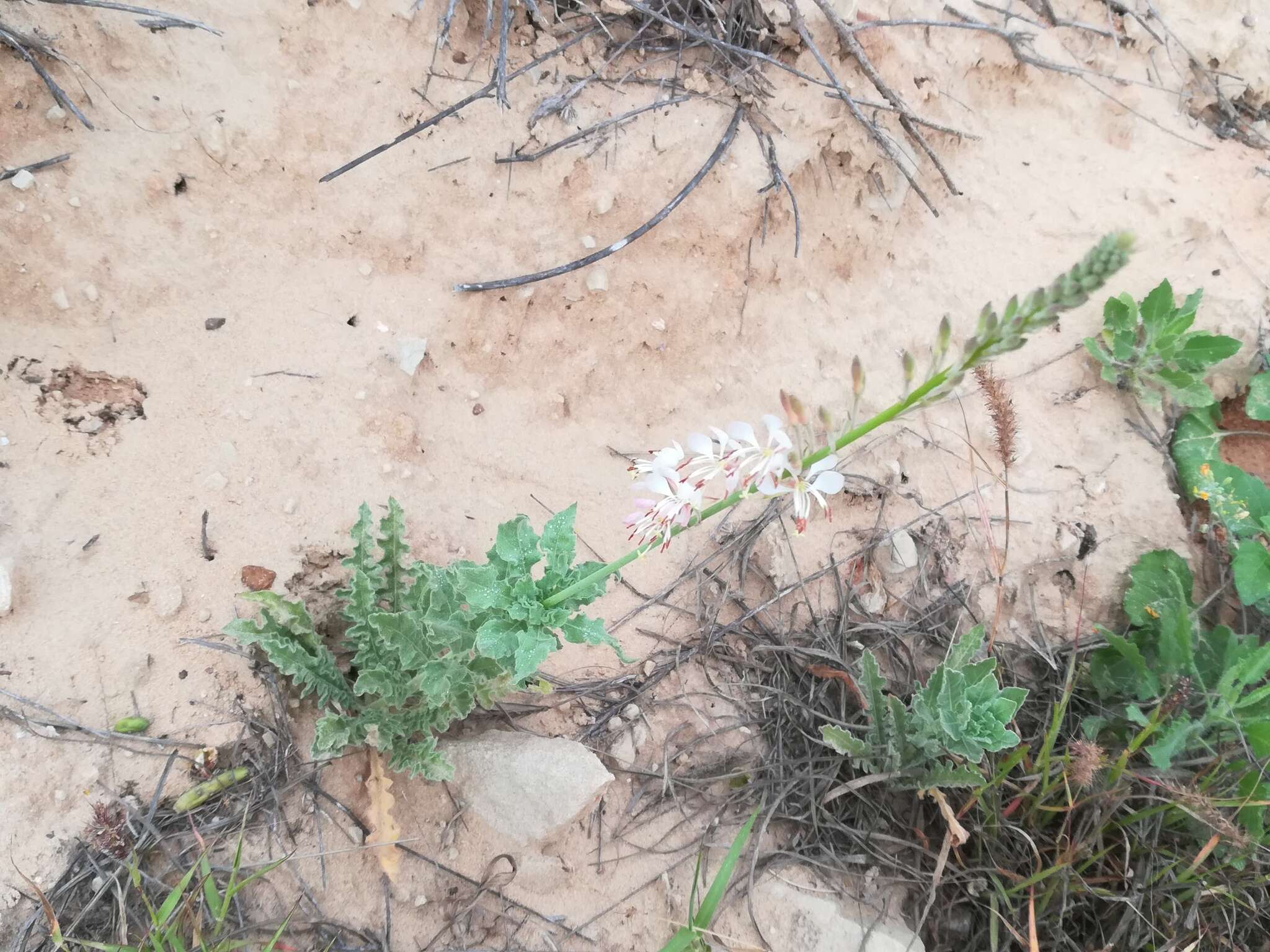 Image of Texas beeblossom