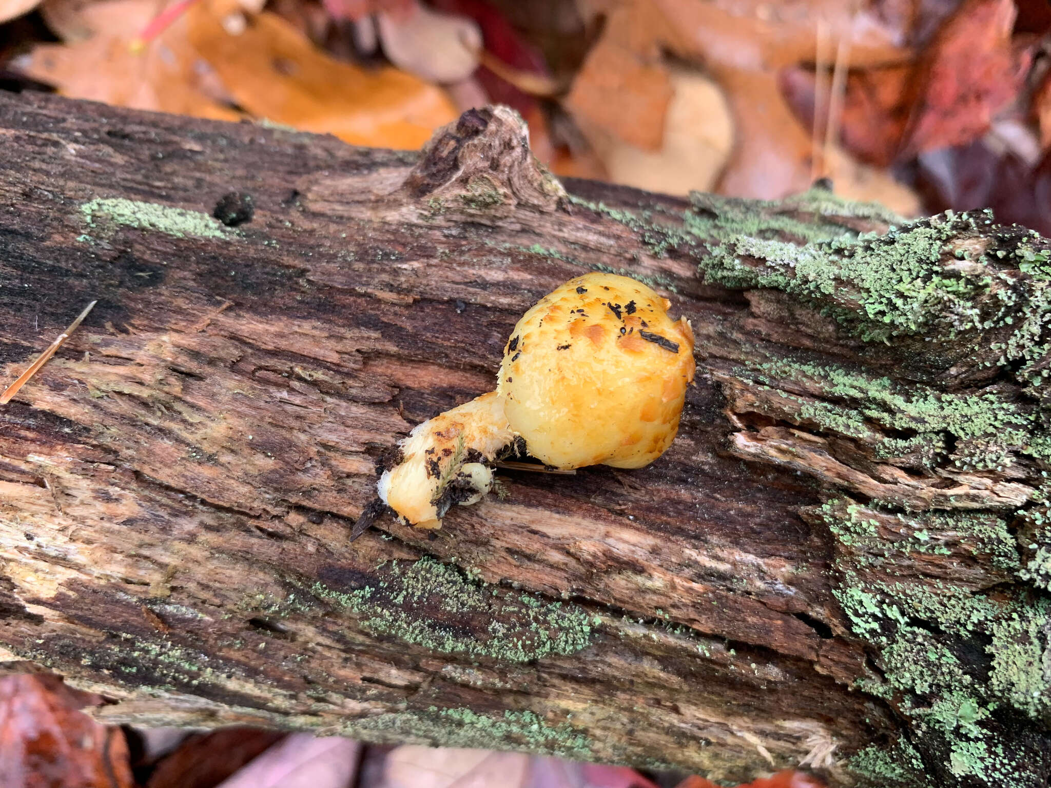 Image of Lemon-yellow Pholiota