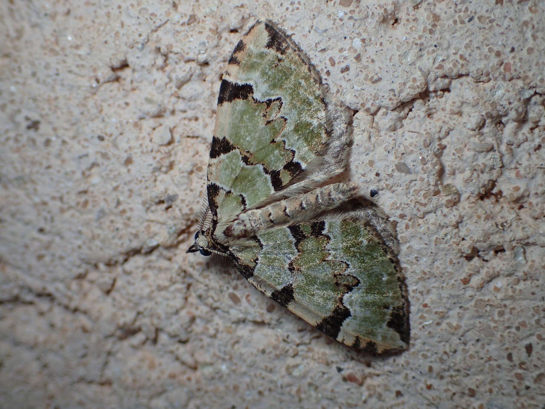 Image of green carpet