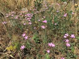 Image of Dianthus strictus Banks & Solander