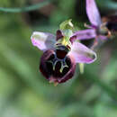 Image of Ophrys argolica subsp. argolica