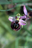 Ophrys argolica subsp. argolica的圖片