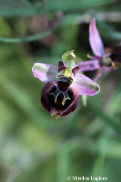 Слика од Ophrys argolica subsp. argolica