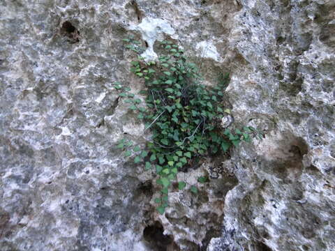 Image de Adiantum deltoideum Sw.