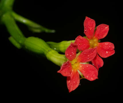 Image of Psiguria triphylla (Miq.) C. Jeffrey