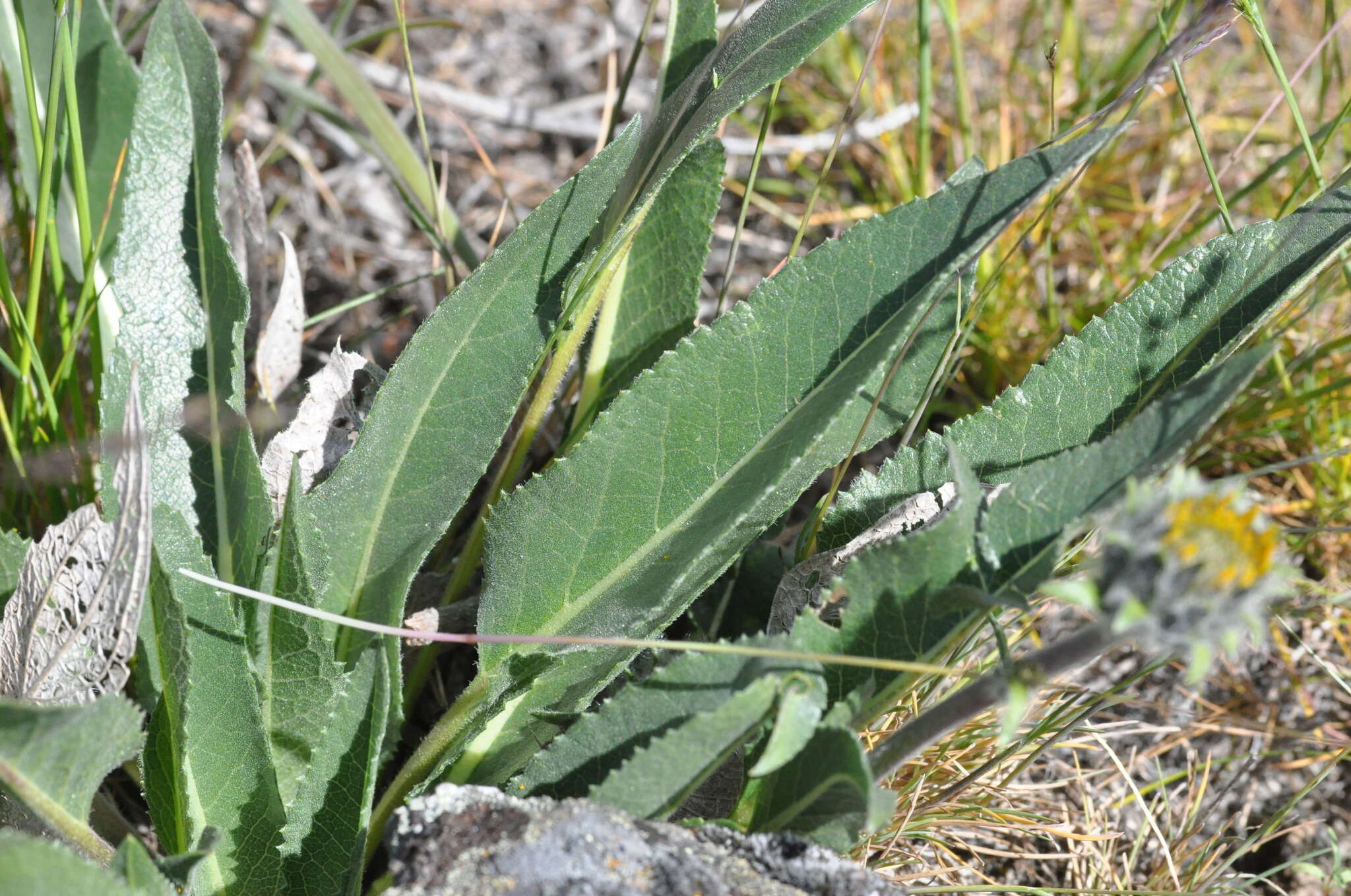 Image of serrate balsamroot