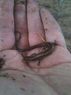 Image of Ground Skink