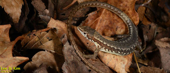 Image of Amur grass lizard