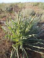 Image de Tragopogon marginifolius Pawl.