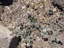 Image of downy prairie clover