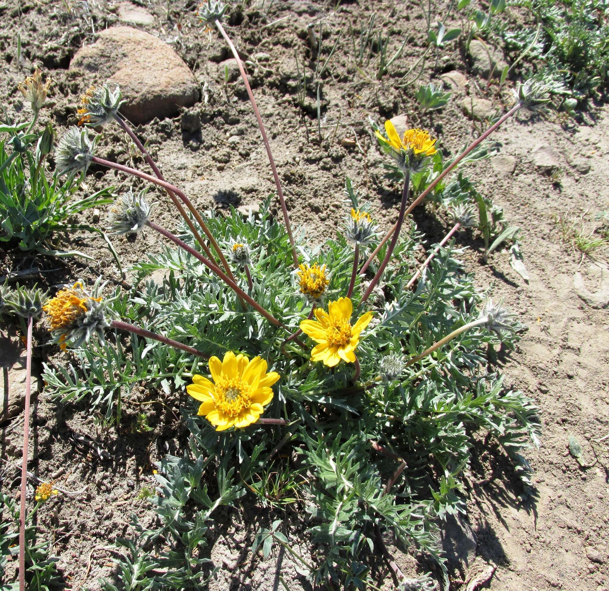 Image of Hooker's balsamroot