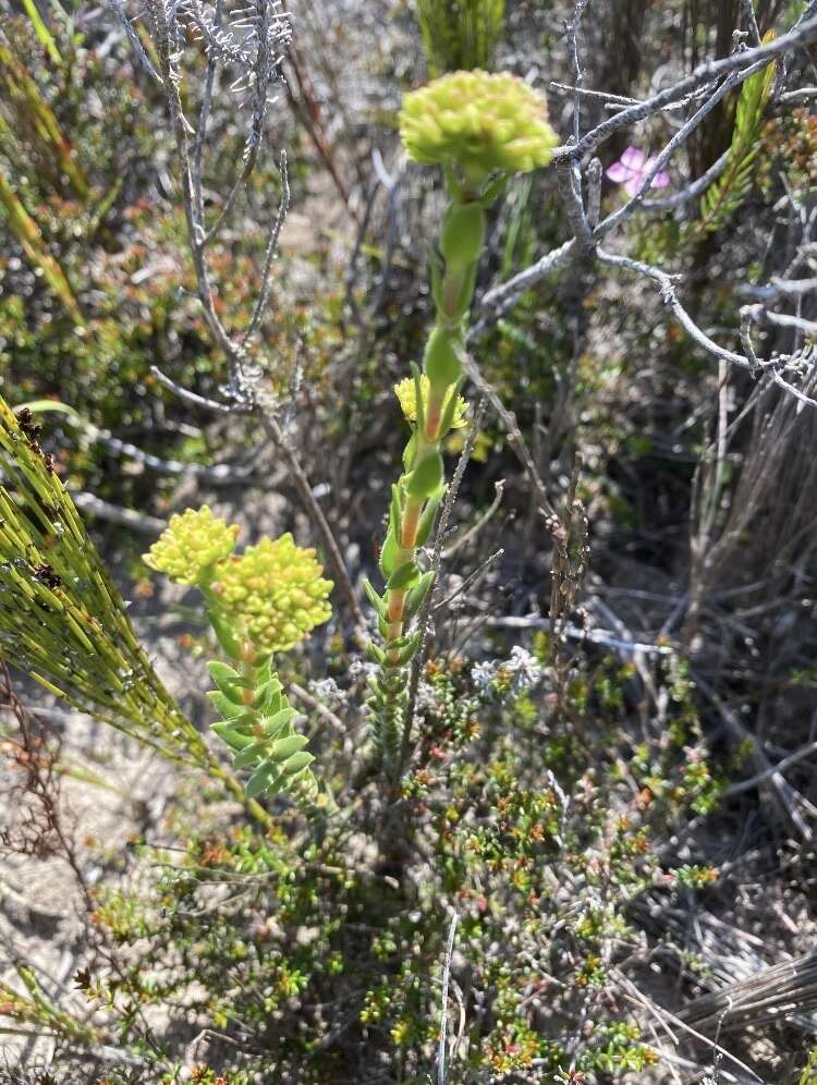 Image of Crassula subulata var. fastigiata (Schönl.) Tölken