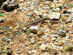 صورة Pholidoscelis griswoldi (Barbour 1916)