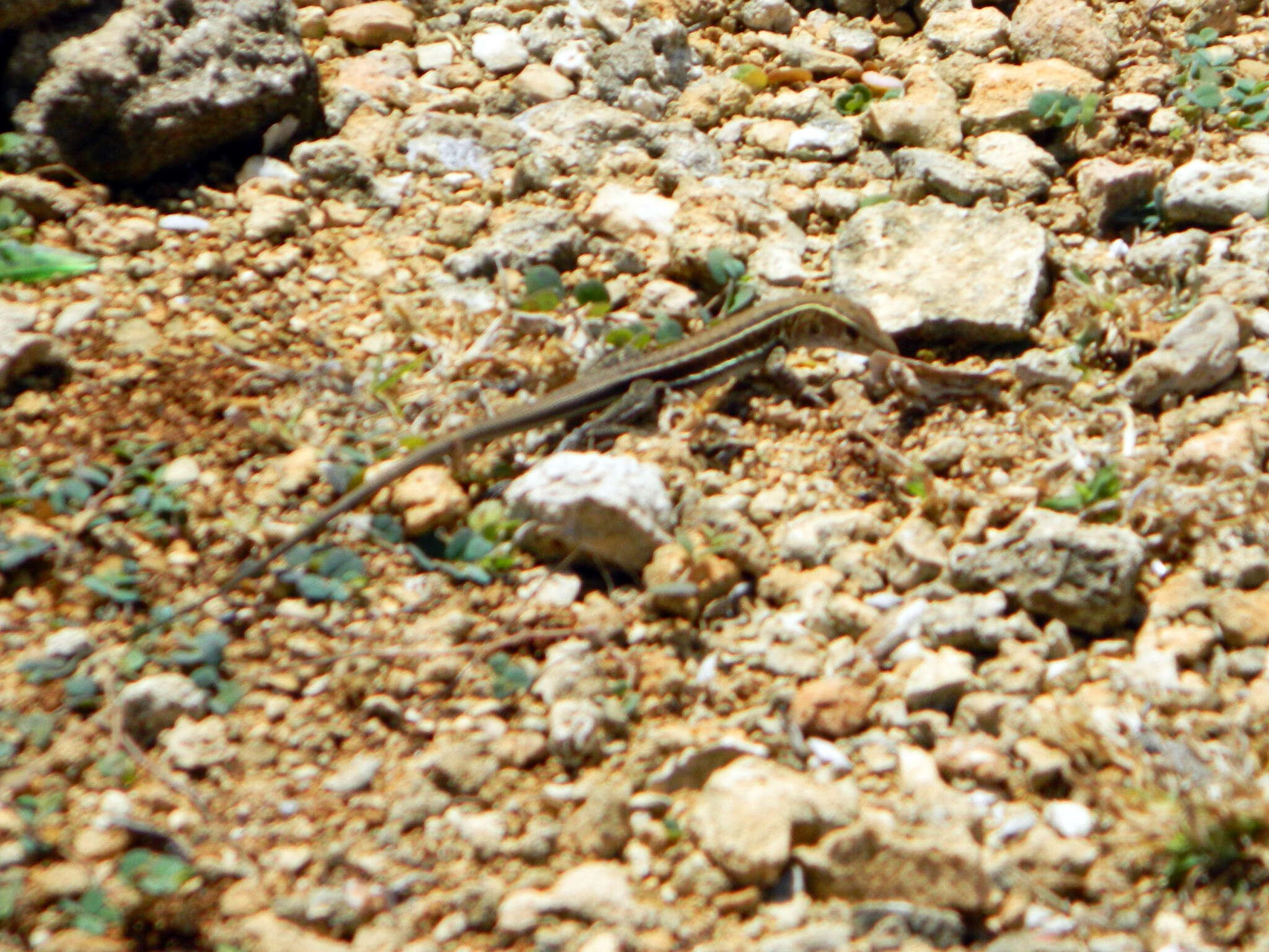 صورة Pholidoscelis griswoldi (Barbour 1916)