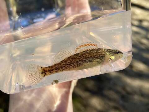 Image of Gulf Darter