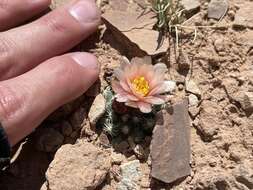 Image of Winkler Cactus