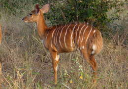 Image of Nyala