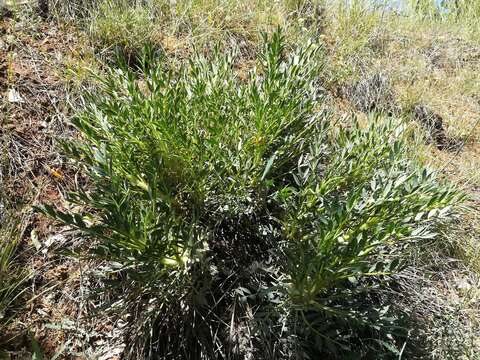 Image of Astragalus oleaefolius DC.