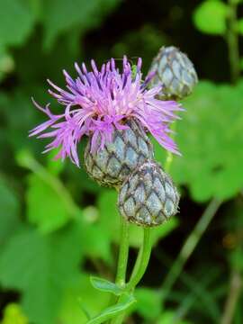 Centaurea scabiosa subsp. fritschii (Hayek) Soo的圖片