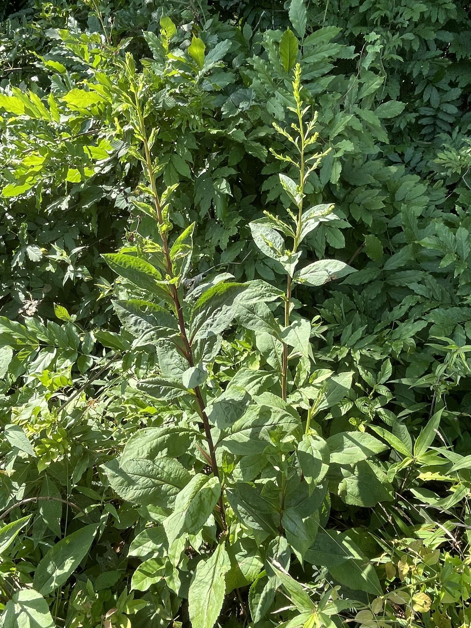 Image of roundleaf goldenrod