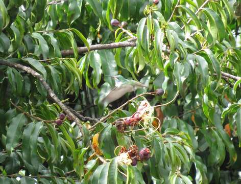 Image of Lafoensia acuminata (Ruiz & Pav.) DC.