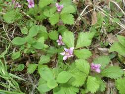 Image de Rubus arcticus subsp. acaulis (Michx.) Focke