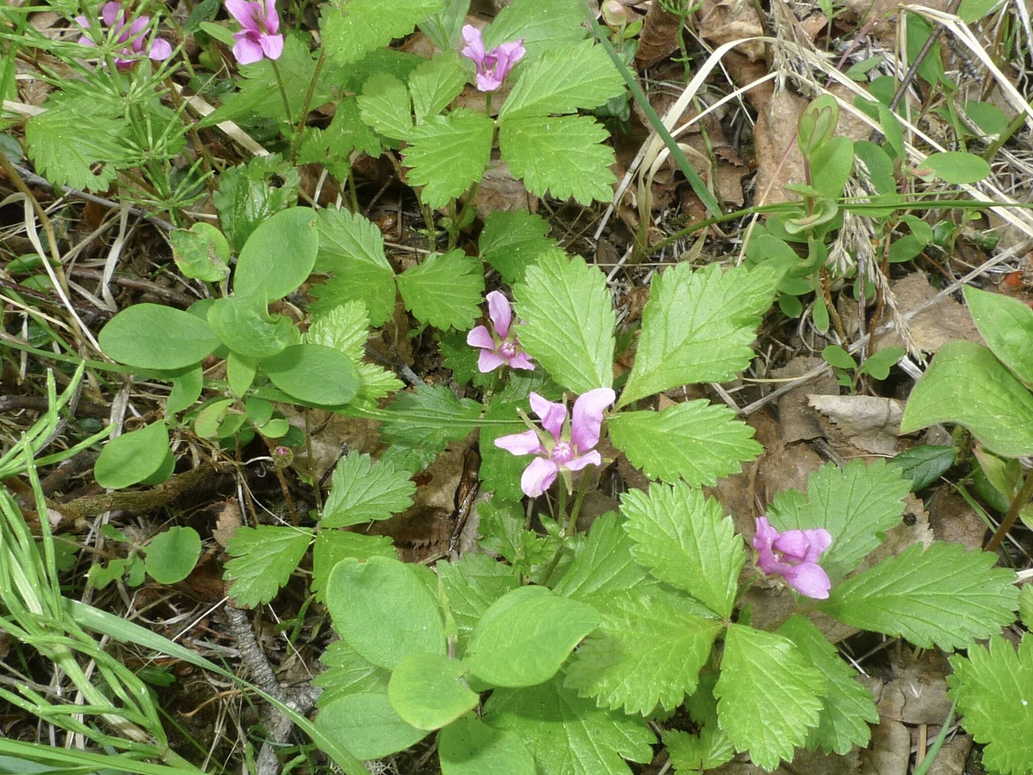 Image de Rubus arcticus subsp. acaulis (Michx.) Focke